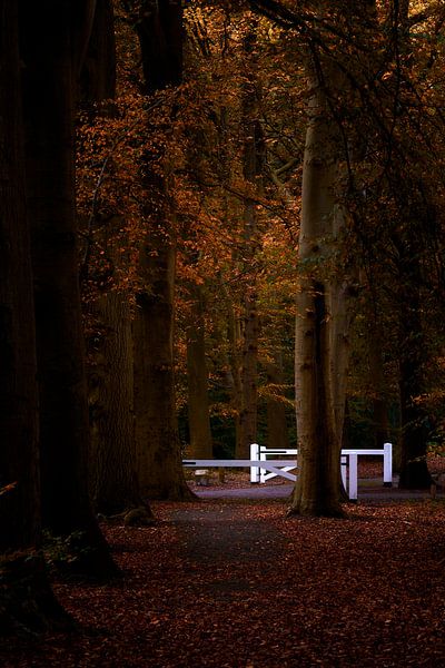Weiße Zäune im Wald von Jenco van Zalk