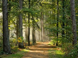 sentier forestier