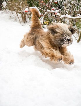 Tibet Terrier Rüde springt im Schnee von ManfredFotos