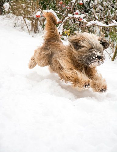 Mannelijke Tibetaanse Terriër die in de sneeuw springt