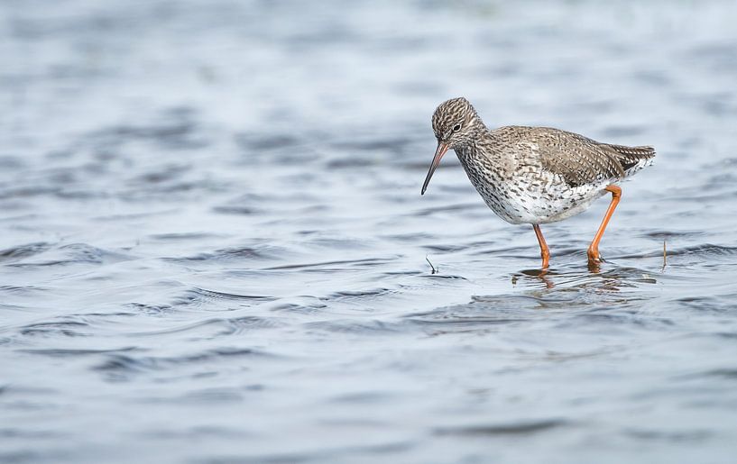 Der Rotschenkel von Danny Slijfer Natuurfotografie