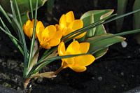Bloemen in de zon