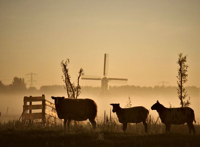black sheep by Annemieke van der Wiel