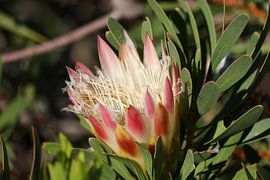 Protea Flower sur Arno Snellenberg