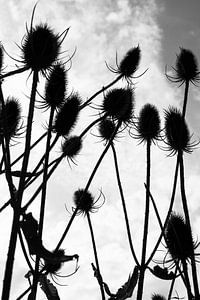 Des chardons en contre-jour.
