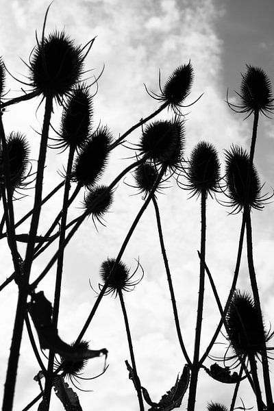 Distels in tegenlicht. van StudioMaria.nl