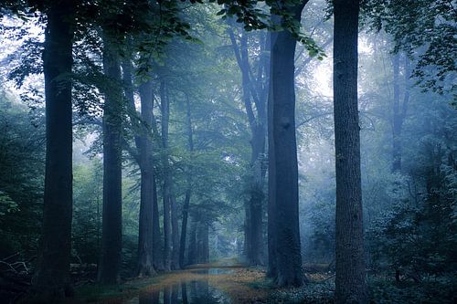 Blue Morning