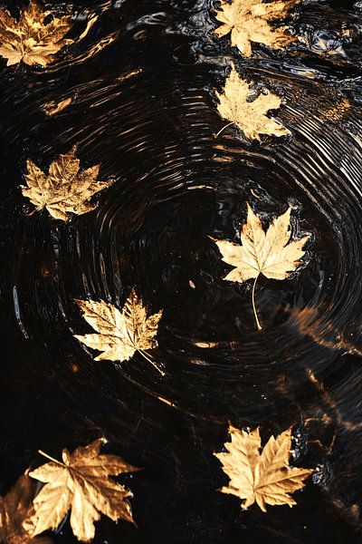 Golden leaves on water by Art & Soul Creations