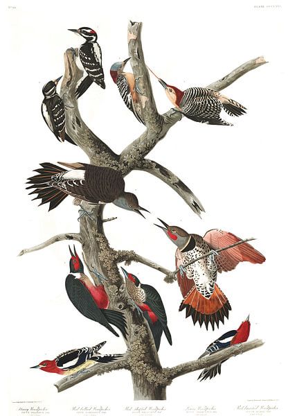 Pic Chevelu par Birds of America
