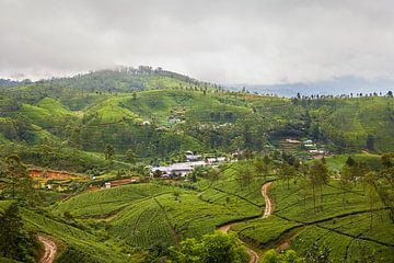 Nuwara eliya, Sri lanka van Dilani Butink