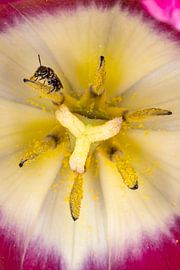 Kringloop van de natuur