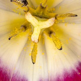 Le cycle de la nature sur Jan van der Knaap