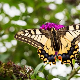 Schwalbenschwanzkönigin im Garten von Blond Beeld