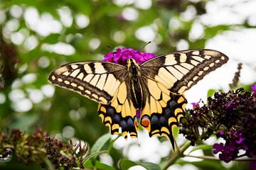 Schwalbenschwanzkönigin im Garten