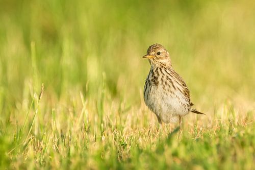 Meadow pipit