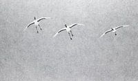 Chinesische Kraniche fliegen im Schneeregen von AGAMI Photo Agency Miniaturansicht