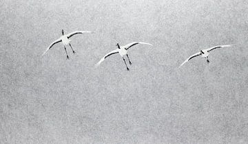 Chinese Kraanvogels vliegend in sneeuwbui