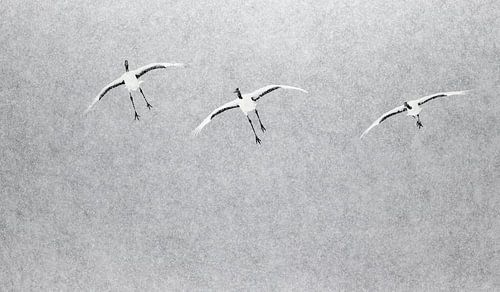 Red-crowned Cranes flying through falling snow