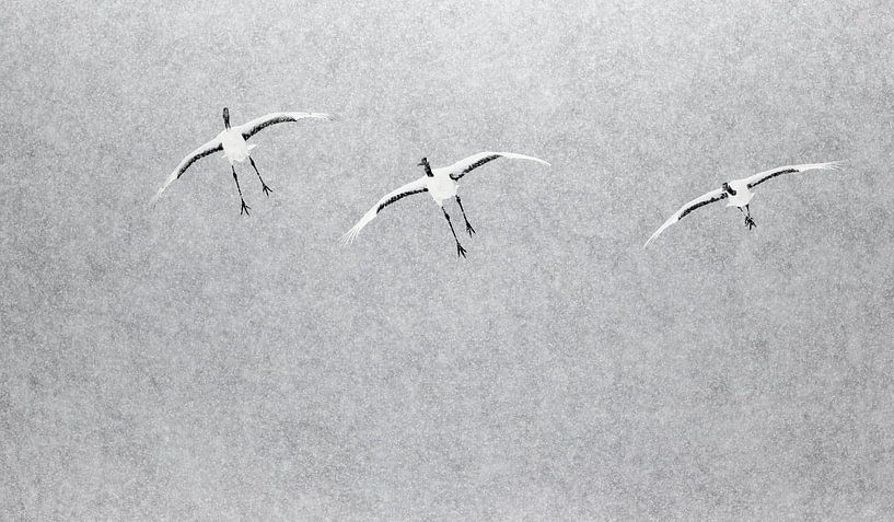 Chinesische Kraniche fliegen im Schneeregen von AGAMI Photo Agency