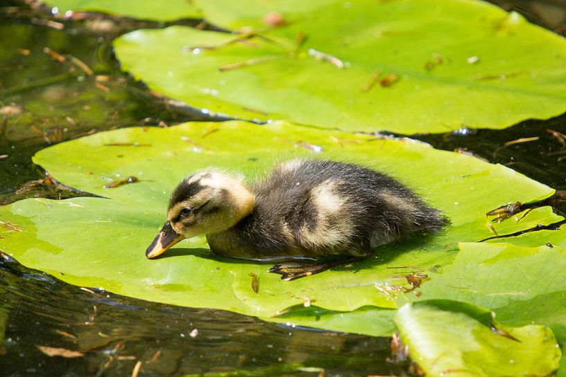 Eenden van Quick Fotografie