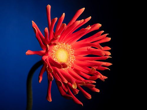 De vrolijke rood - gele gerbera met blauwe achtergrond
