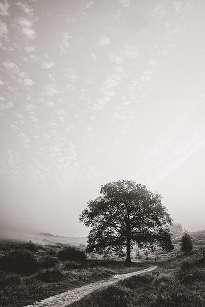 Baum schwarz-weiß Posbank von Anneke Vat