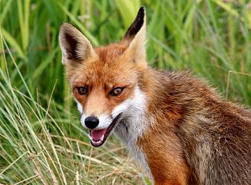 European Red fox Portrait by Ger Bosma