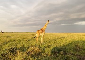 Magnifique girafe dans la nature sauvage d'Afrique sur MPfoto71
