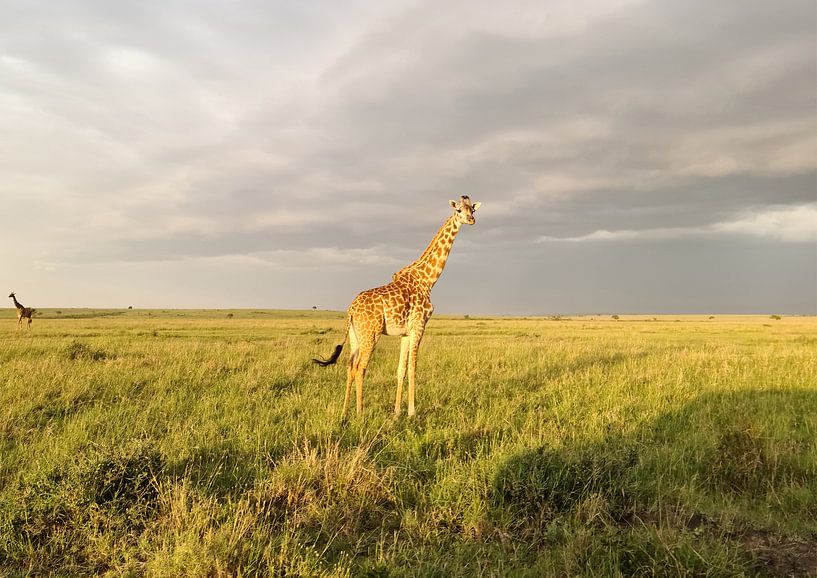 Beautiful giraffe in the wild of Africa by MPfoto71