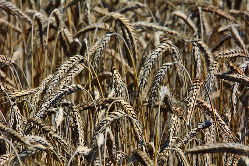 Granen van Edgar Schermaul