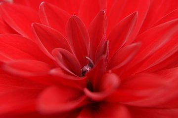 Rode bloem (macro) van Marilyn Bakker