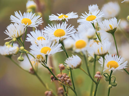 White meadow flowers in focus