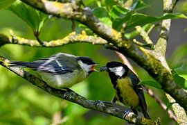 Große Titten füttern sich gegenseitig von Joard van den Ende