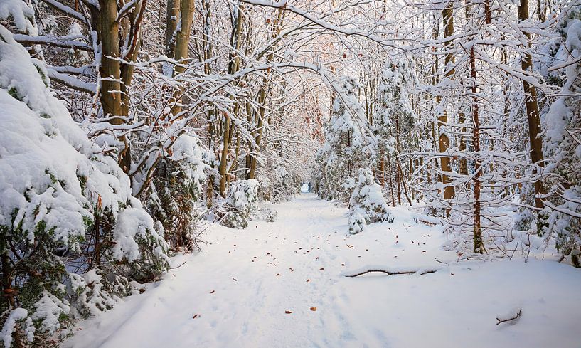 footpath through the snowy winter forest by SusaZoom