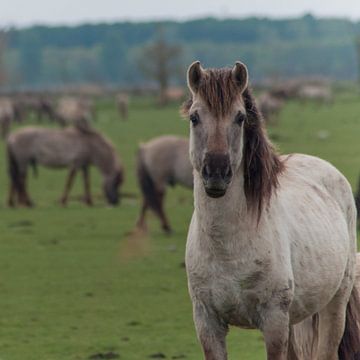 Konik horse von Roel Van Cauwenberghe
