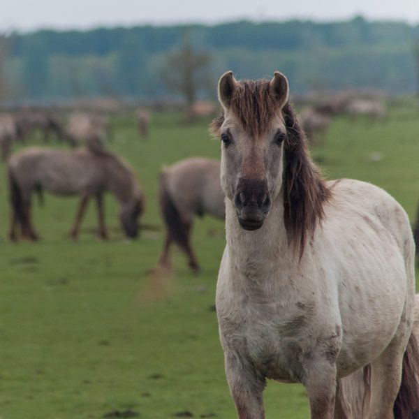 Konik horse by Roel Van Cauwenberghe