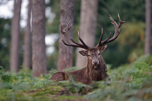 Contact visuel ... Cerf rouge ( Cervus elaphus ) se reposant au milieu de la forêt