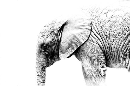 kleiner Elefant von Ken Kühlbrandt