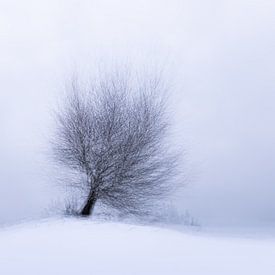 Alone on the hill on a cold winter day by Nando Harmsen