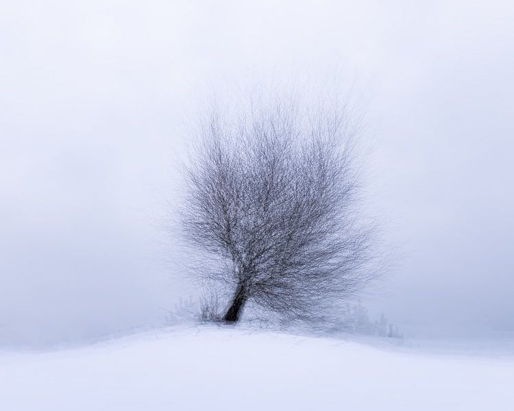 Seul sur la colline par une froide journée d'hiver. par Nando Harmsen