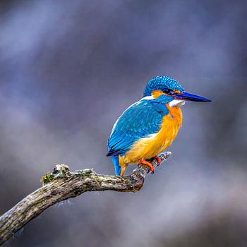 Eisvogel auf der Lauer
