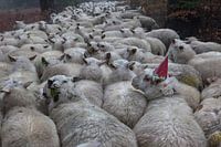 feestvarken