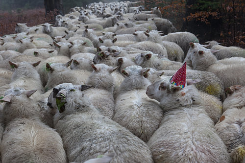 feestvarken