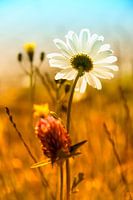 flowers field with white marguerite