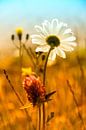 bloemenveld met margriet van Anouschka Hendriks thumbnail