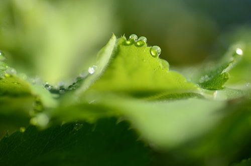 Lichtspel von Margo Biewinga