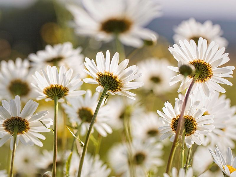 Daisies by Rob Boon
