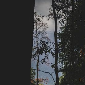 Vue à travers les arbres sur Ennio Brehm