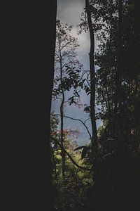 Blick durch die Bäume
