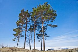 Des pins vigoureux s'élancent vers le ciel bleu sur fond de lac Baïkal enneigé. sur Michael Semenov
